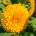 Helianthus annuus 'Santa Fe' (2)